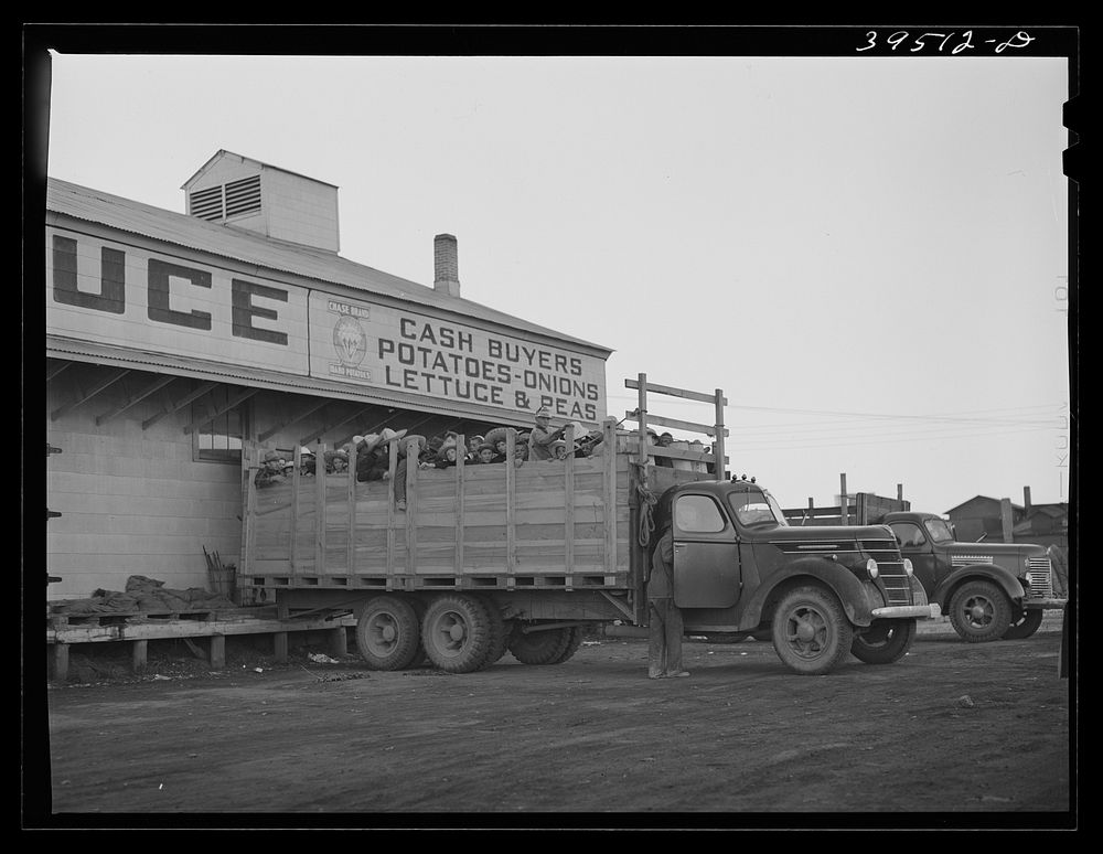 [Untitled photo, possibly related to: Trucks of high school boys and girls in front of produce warehouse. These boys and…