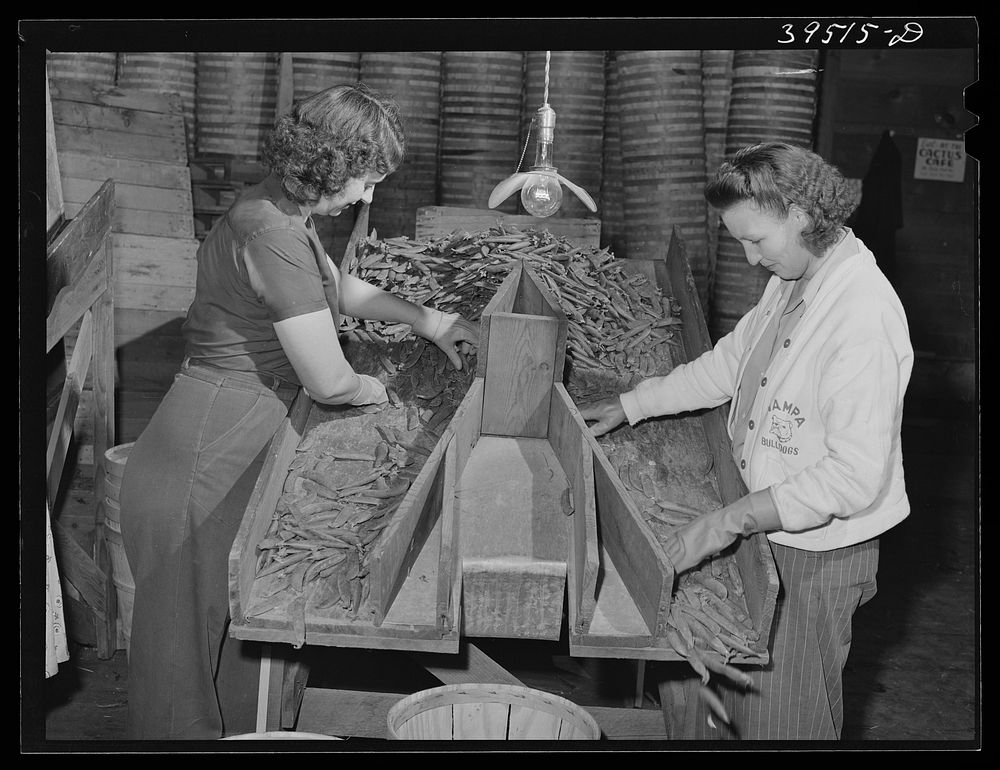 Grading peas for packing and shipment. Nampa, Canyon County, Idaho by Russell Lee