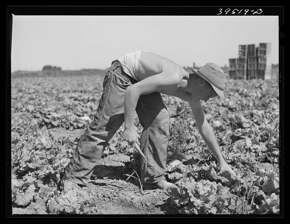 Cutting lettuce in the field. Canyon County, Idaho by Russell Lee