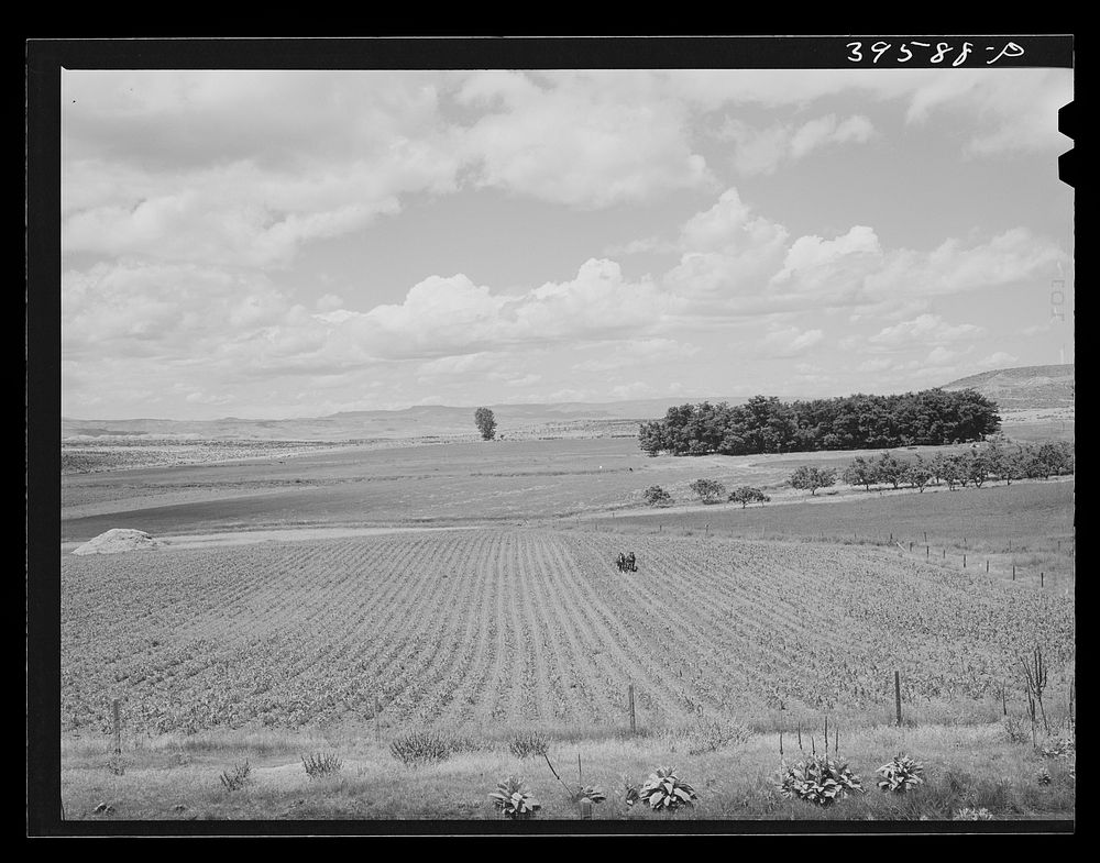 Corn field. Canyon County, Idaho. Idaho is first in acre yield of corn in states west of the Mississippi. Practically all…
