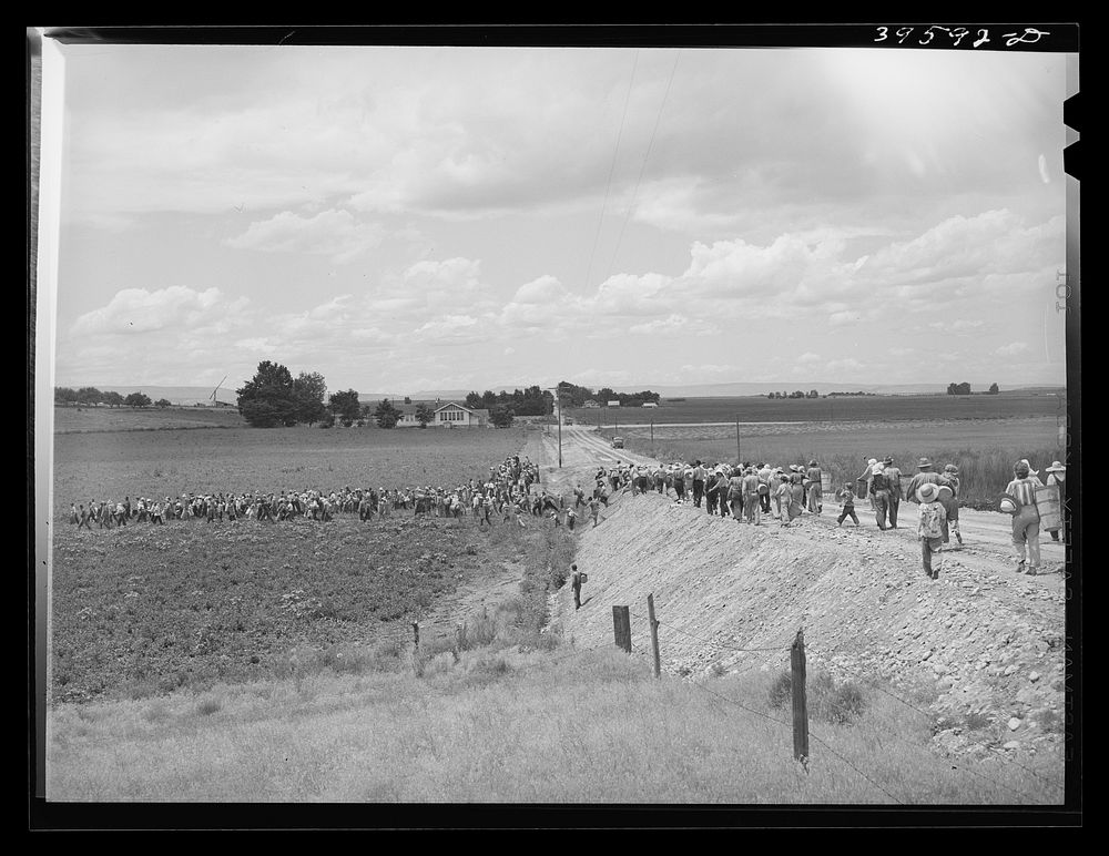 [Untitled photo, possibly related to: Pea pickers going into the fields. This is the group which travels with a labor…