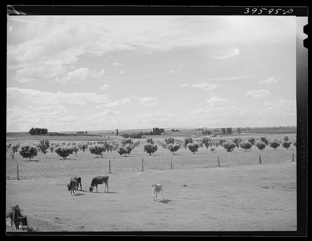 Farm scene. Canyon County, Idaho. Dairying is the principle agricultural pursuit in this county by Russell Lee