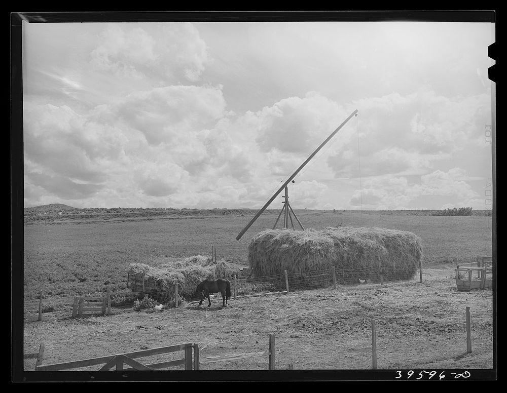[Untitled photo, possibly related to: Hay on farm of member of the Dairymen's Cooperative Creamery. Caldwell, Canyon County…
