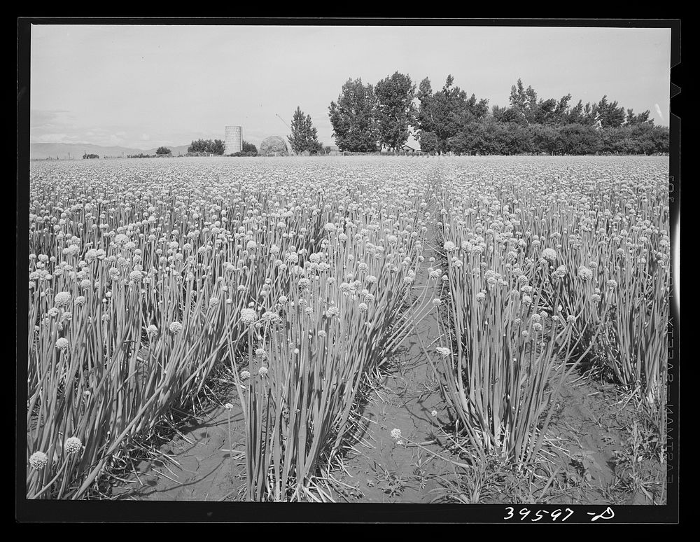 Onions raised for seed. Canyon County, Idaho. Approximately 3000 carloads of onions are shipped from Idaho annually by…