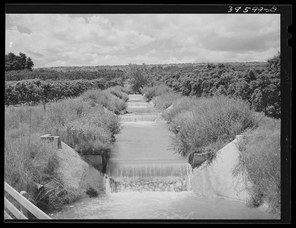[Untitled photo, possibly related to: Lateral irrigation ditch in orchard. Canyon County, Idaho] by Russell Lee