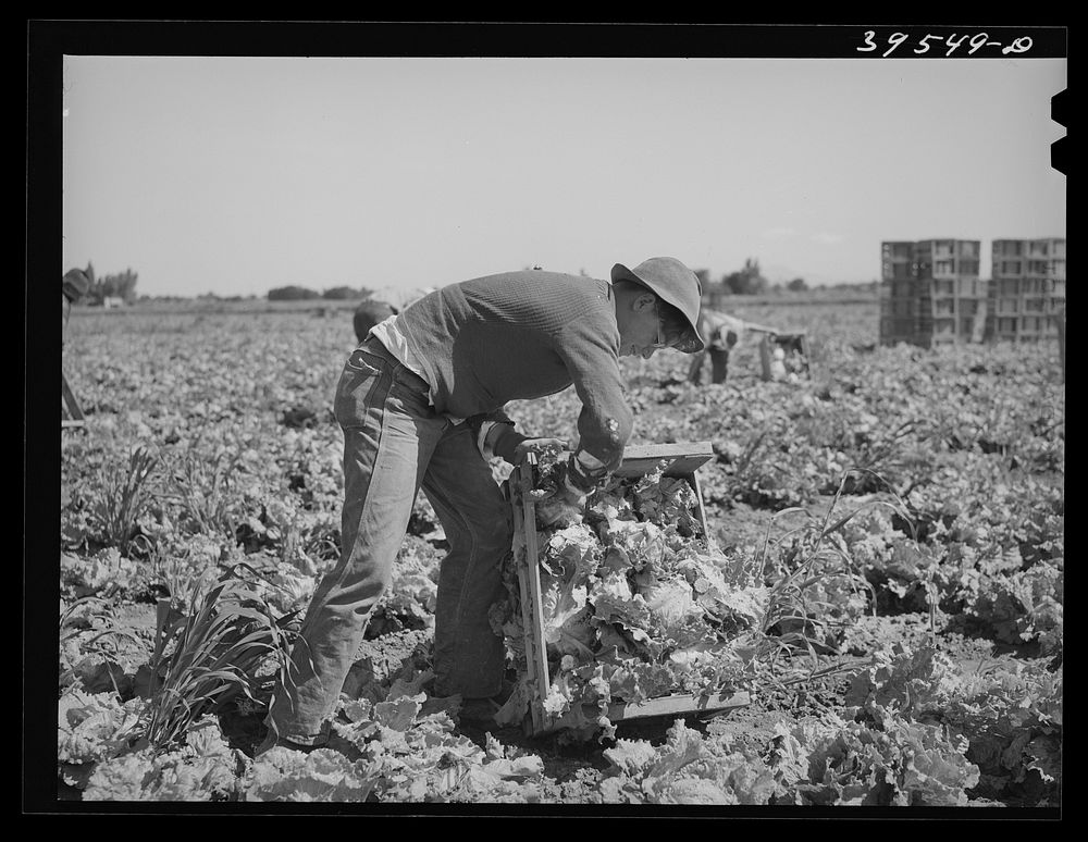 Packing lettuce in crates in field. Canyon County, Idaho by Russell Lee