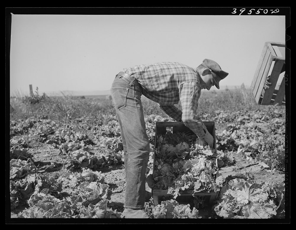 [Untitled photo, possibly related to: Packing lettuce in crates in field. Canyon County, Idaho] by Russell Lee