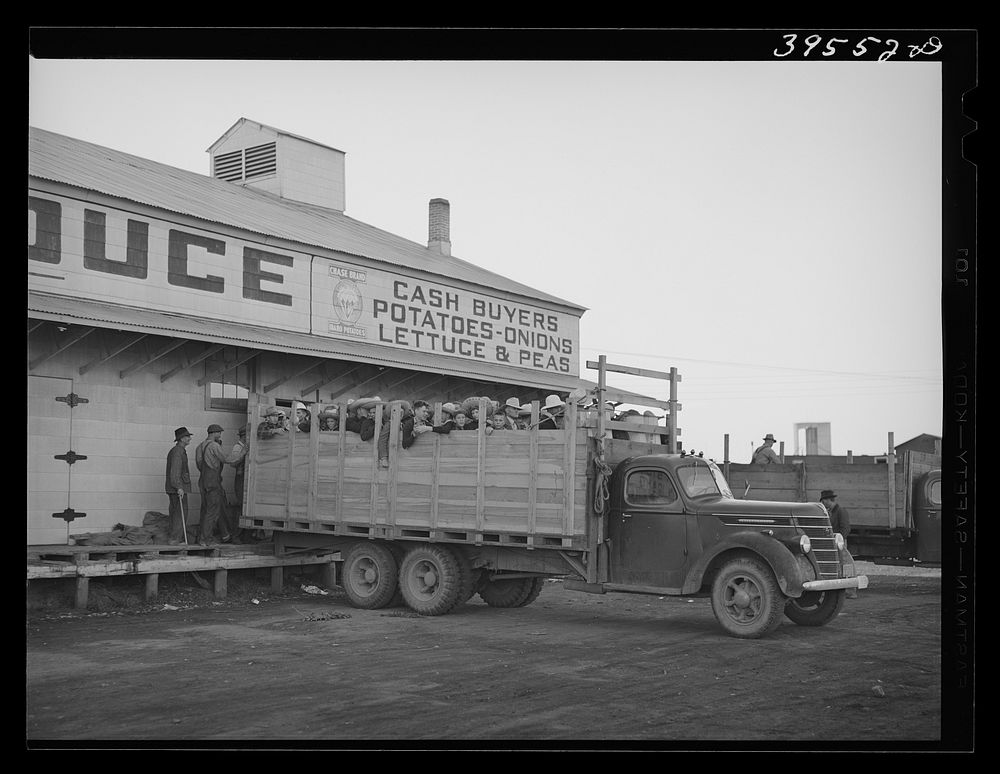 Trucks of high school boys and girls in front of produce warehouse. These boys and girls are going to pick peas. Canyon…