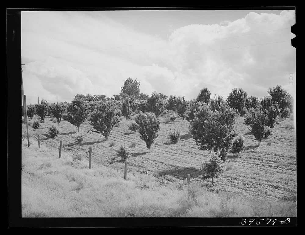 Orchard. Canyon County, Idaho. Notice new trees, also irrigation ditches by Russell Lee