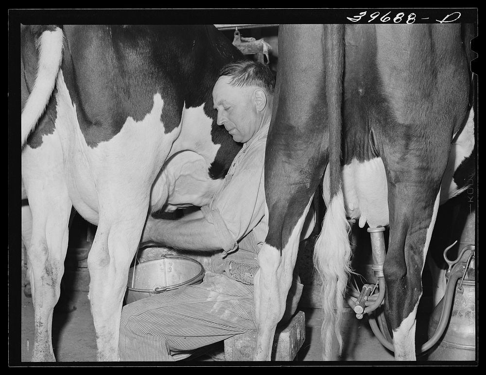 Member of the Dairymen's Cooperative Creamery stripping cow. Notice that the electric milker is attached to the cow's teats…