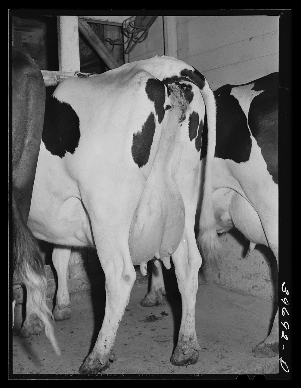 Cows of member of the Dairymen's Cooperative Creamery. Caldwell, Canyon County, Idaho by Russell Lee