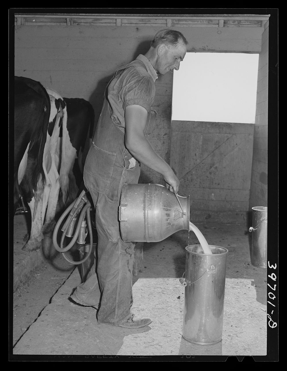 Member of the Dairymen's Cooperative Creamery pours up fresh milk. Notice the electric milking apparatus in his left hand.…