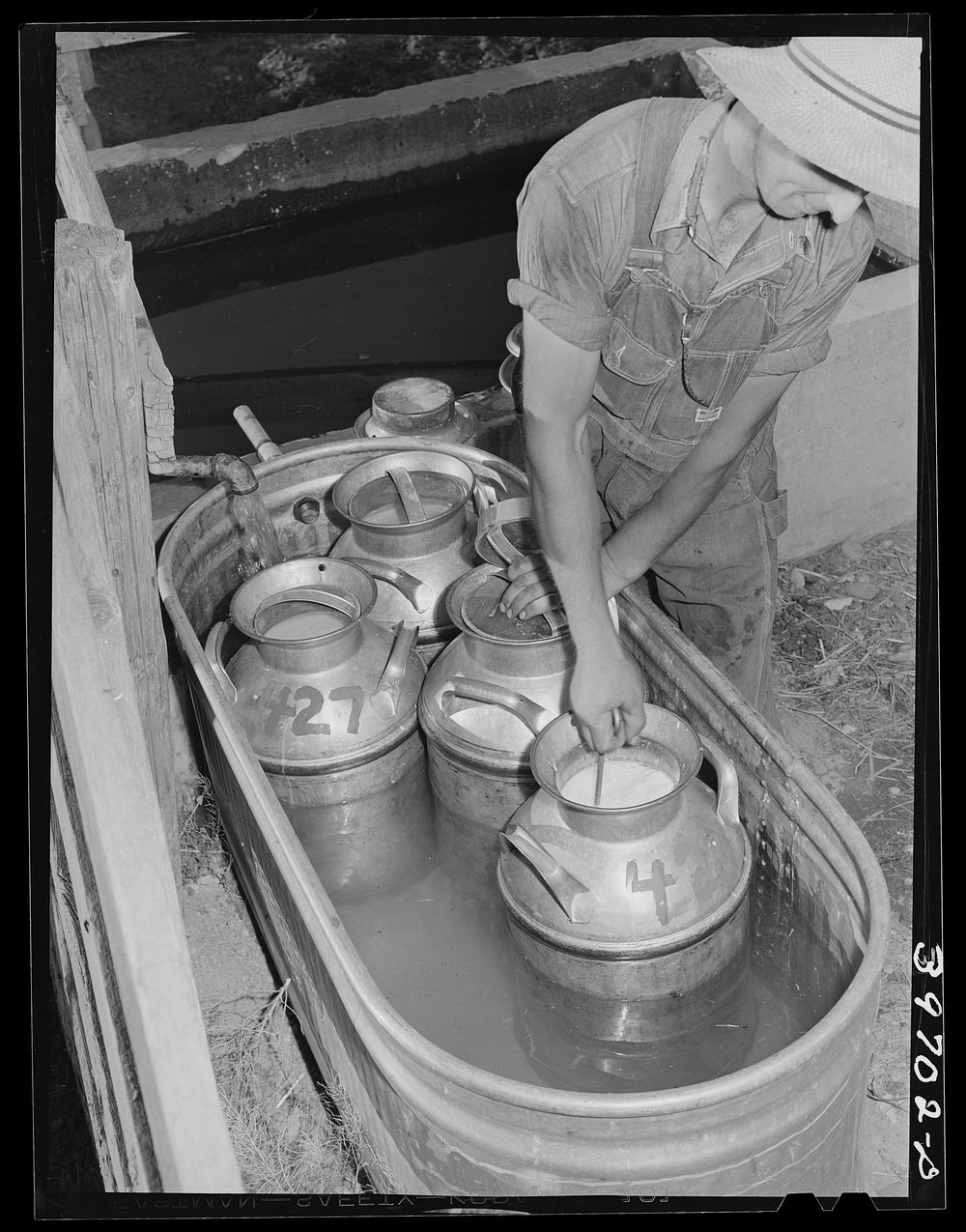Member of the Dairymen's Cooperative Creamery cooling fresh milk in water trough on his farm. Caldwell, Canyon County, Idaho…