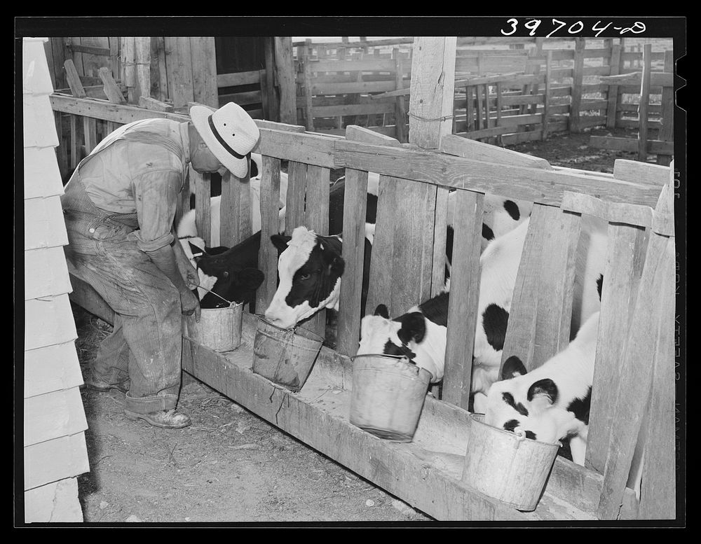 Calves at the feed trough on farm of member of the Dairymen's Cooperative Creamery. Caldwell, Canyon County, Idaho by…