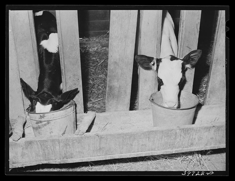 Calves at the feed trough. Canyon, Idaho by Russell Lee
