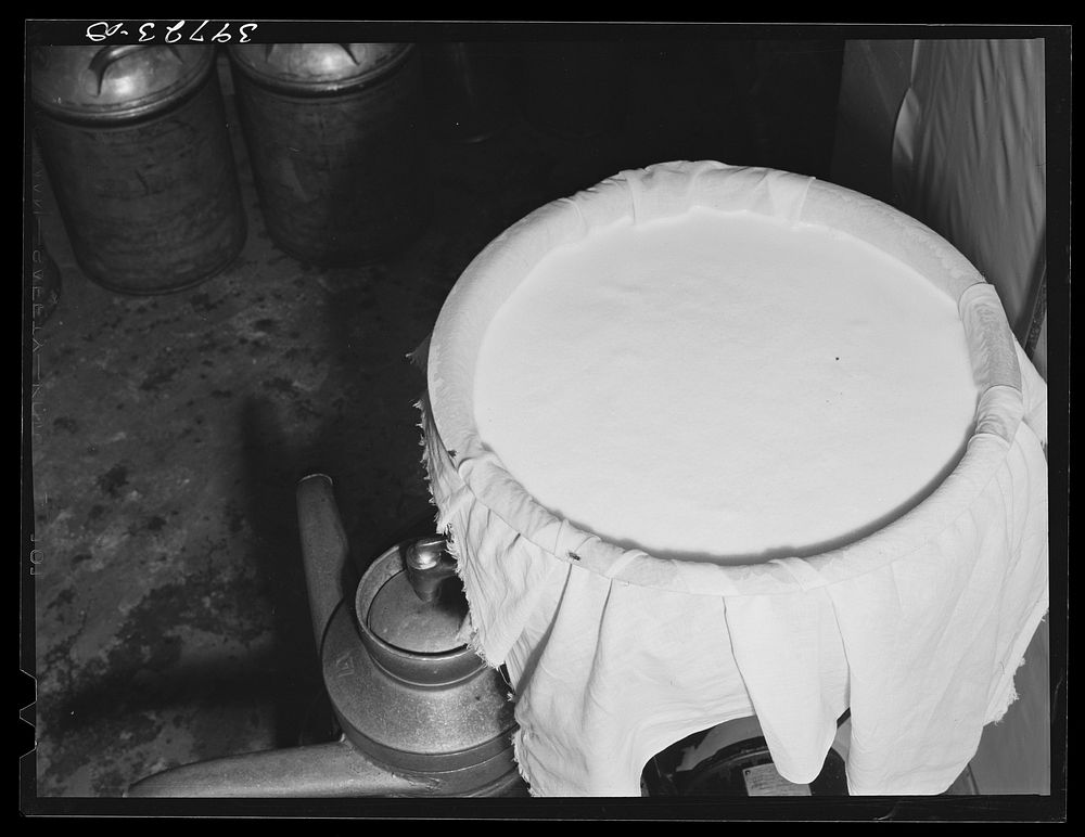 Cheese cloth strainer over milk cans on farm of member of the Dairymen's Cooperative Creamery. Caldwell, Canyon County…