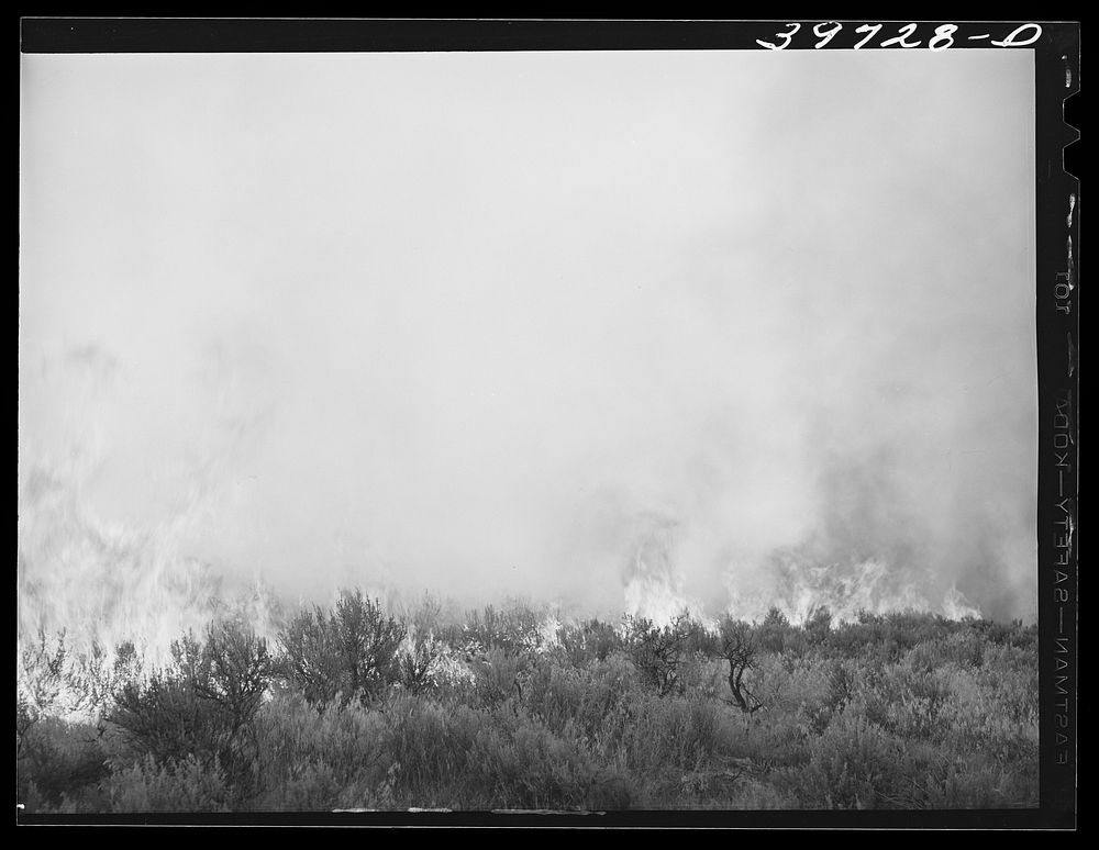 Detail of grass fire. Boise County, Idaho by Russell Lee