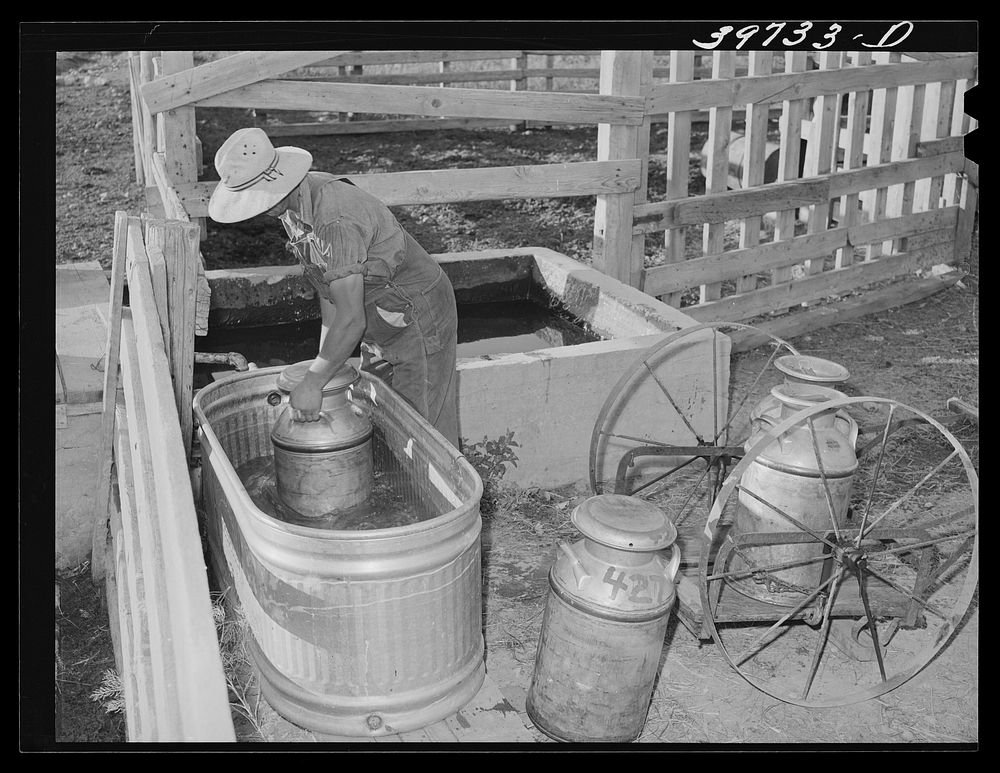 Member of the Dairymen's Cooperative Creamery, cooling fresh milk in water trough on his farm. Caldwell, Canyon County…