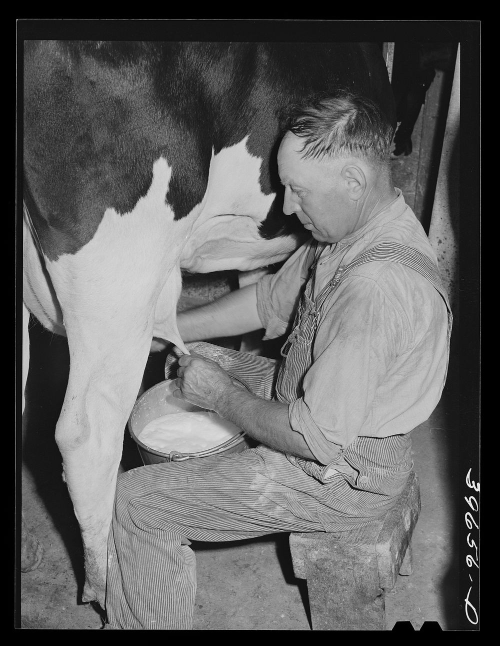 Member of the Dairymen's Cooperative Creamery milking. Caldwell, Canyon County, Idaho. Two million dollars has been paid…