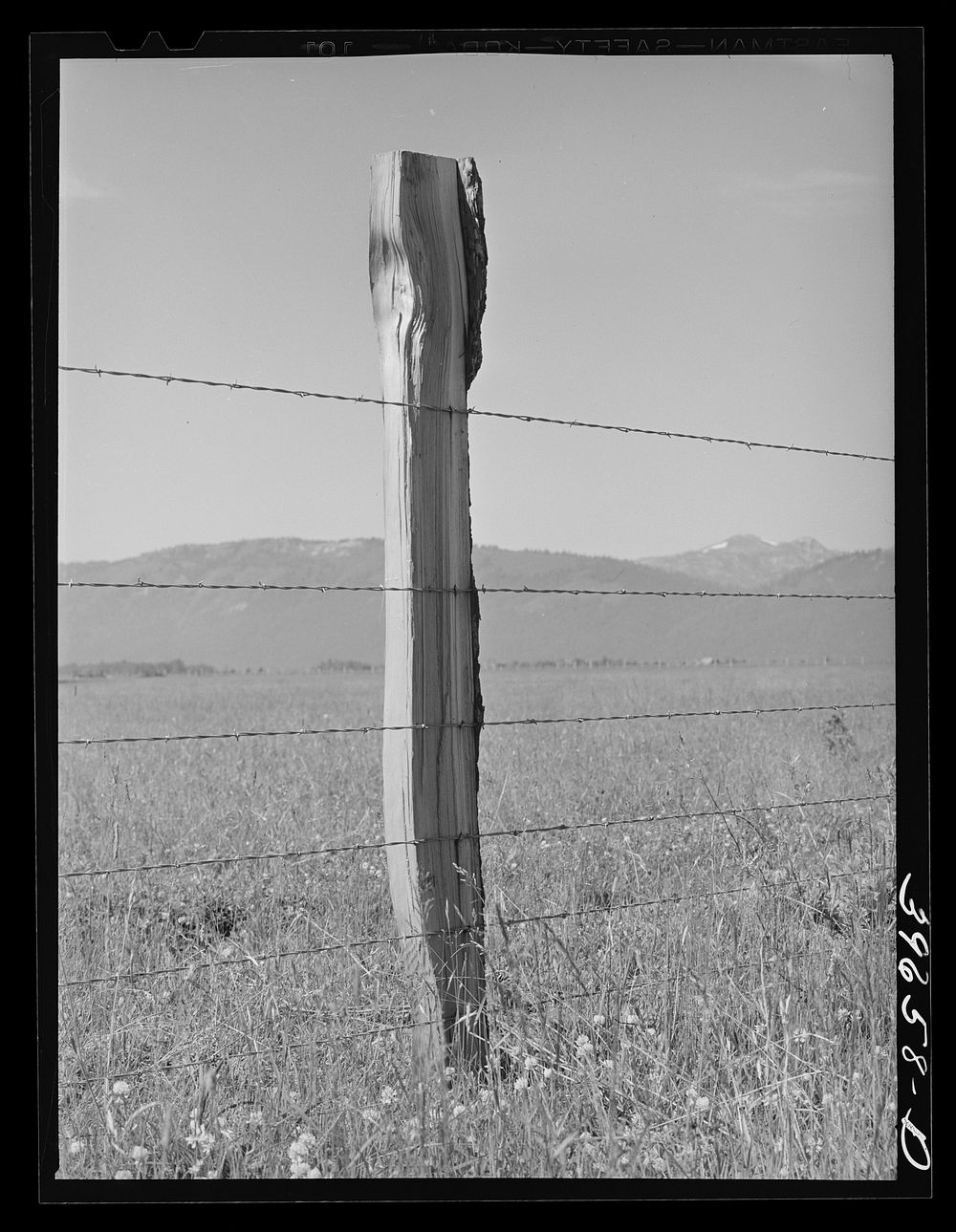 Fence on Cruzen Ranch. Valley County, Idaho. AAA (Agricultural Adjustment Administration) has painted out this fence as…
