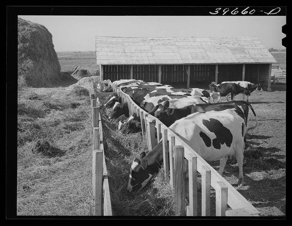 Cows on farm of member of the Dairymen's Cooperative Creamery. Caldwell, Canyon County, Idaho by Russell Lee