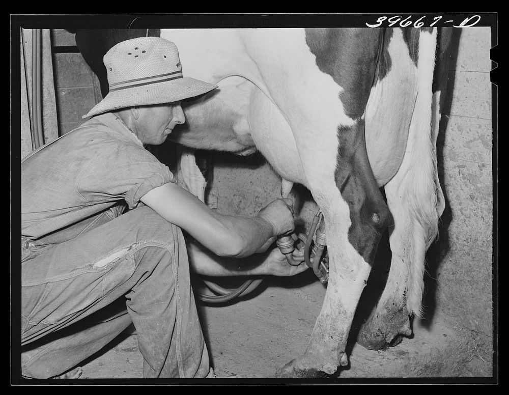 Member of the Dairymen's Cooperative Creamery attaches electric milker to cow's teats. Caldwell, Canyon County, Idaho by…
