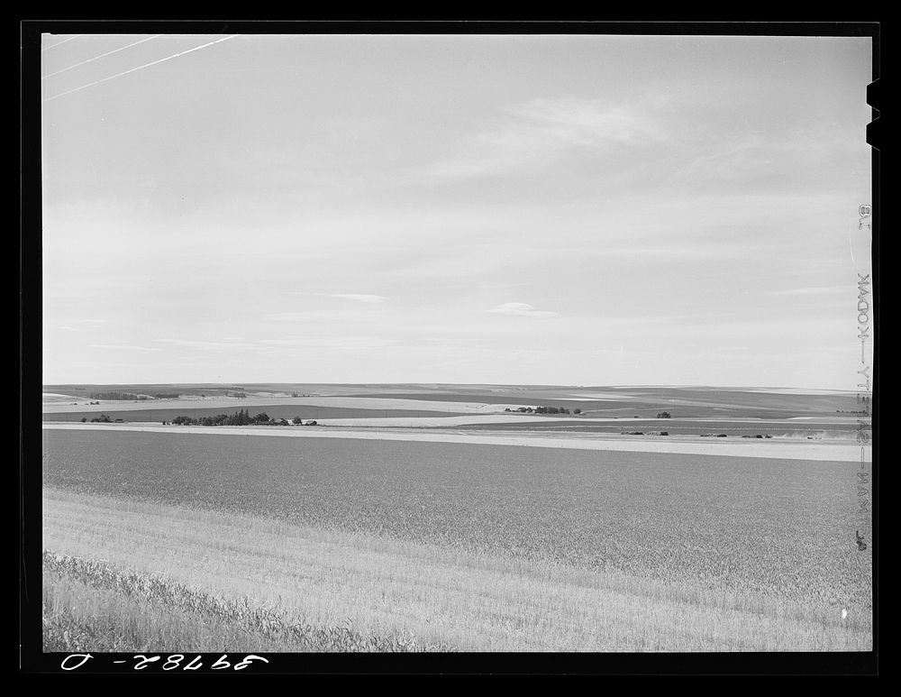 wheat-fields-eureka-flats-walla-free-photo-rawpixel