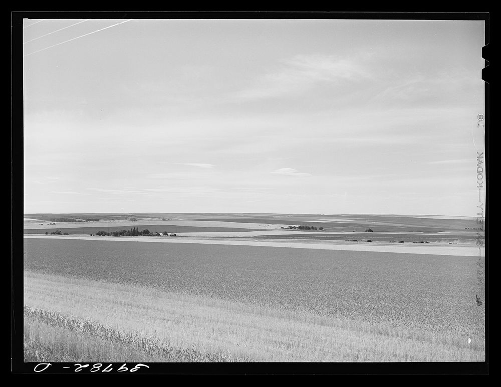Wheat fields on Eureka Flats. Walla Walla County, Washington. Average yield here was thirty-three bushels of wheat per acre…