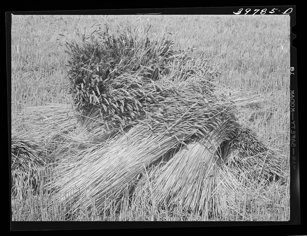 Wheat in the shock. Garfield County, Washington. It is unusual to see wheat in shock anymore since the combines are most…