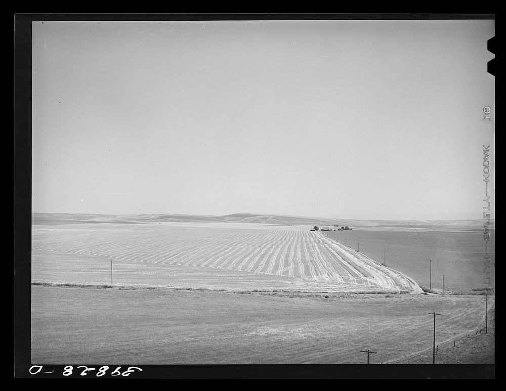 Wheat field after the combine has been through. Eureka Flats, Walla Walla County, Washington. Average yield on this land…