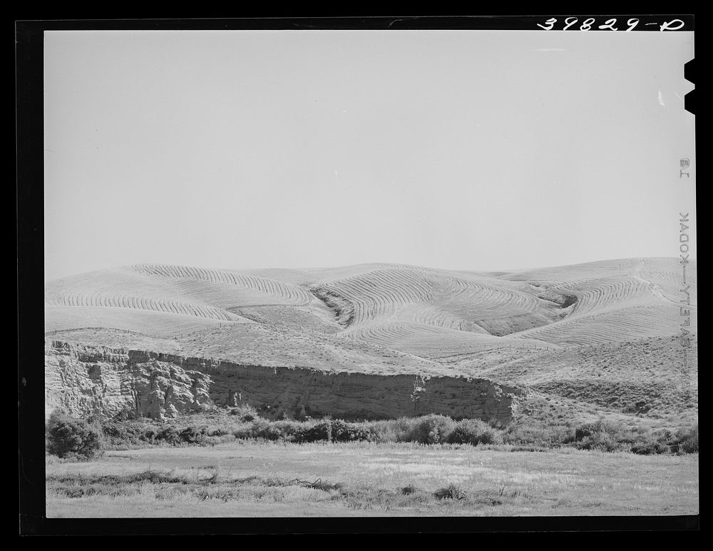 [Untitled photo, possibly related to: Wheat field, Walla Walla County, Washington. Combines had already been through the…