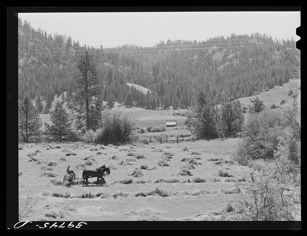 [Untitled photo, possibly related to: Haying. Garden Valley, Boise County, Idaho] by Russell Lee