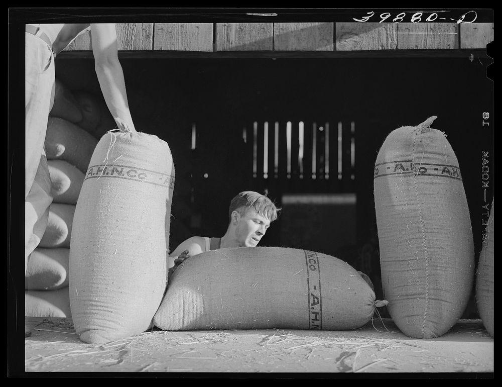 Sacked wheat being taken into sack warehouse for storage. Walla Walla County, Washington by Russell Lee