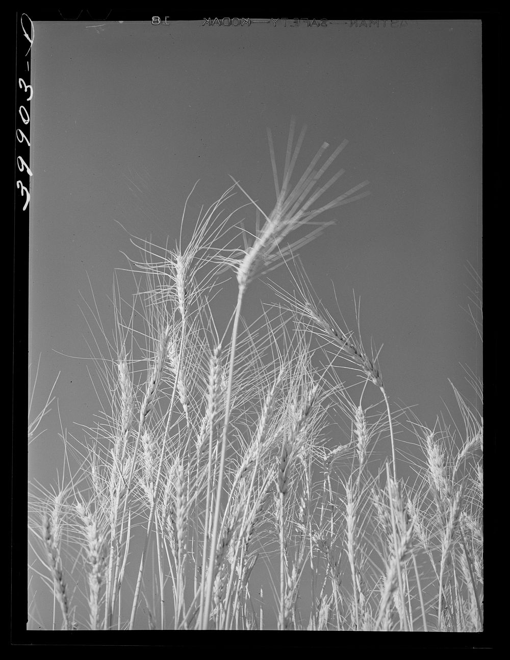 [Untitled photo, possibly related to: Ripe wheat in the field. Eureka Flats, Walla Walla, Washington] by Russell Lee