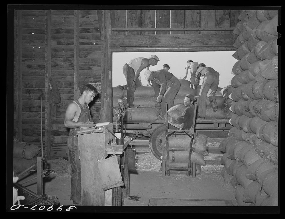 Bringing sacked wheat into warehouse. Touchet, Walla Walla County, Washington by Russell Lee