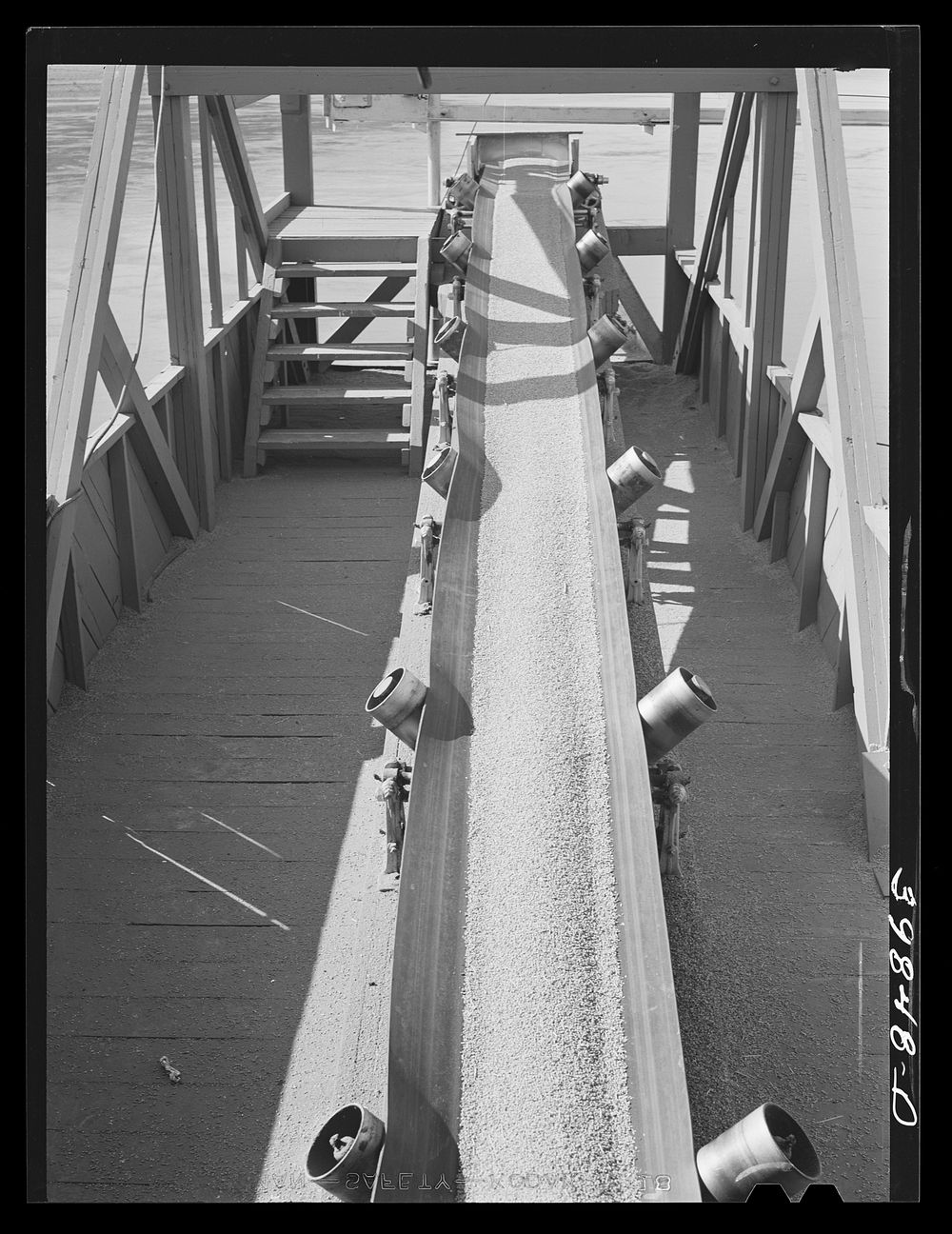 [Untitled photo, possibly related to: Bulk wheat is delivered from combine to truck. Wheat on conveyer belt being taken from…