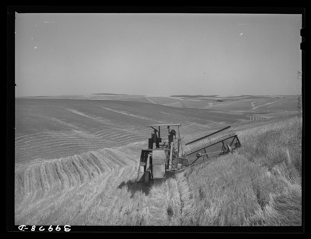 Combine in the wheat. Whitman County, Washington. About ninety percent of the land in this county is under cultivation.…
