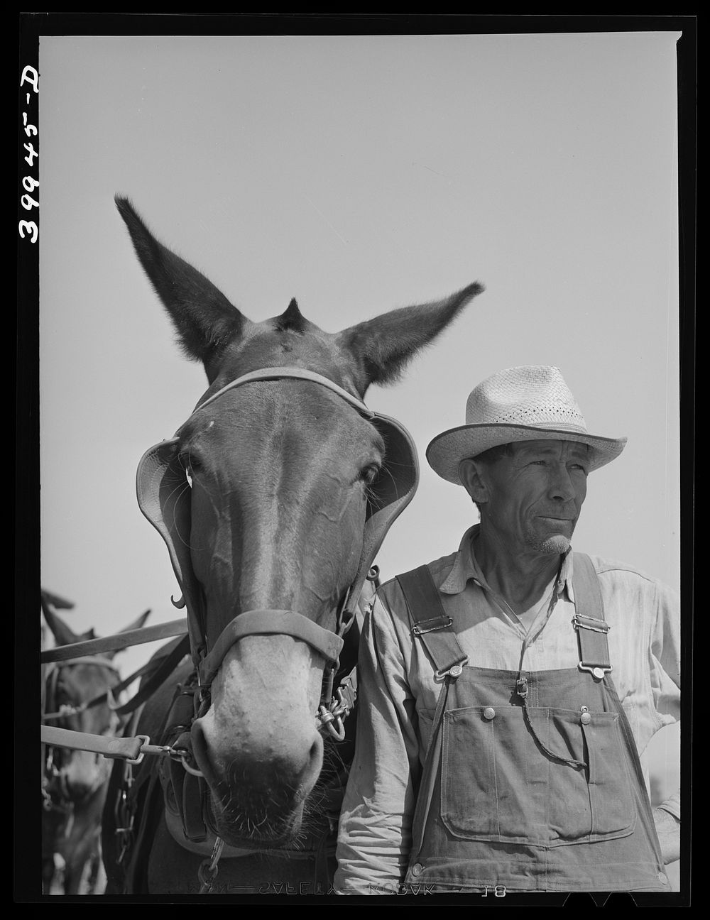 Mule skinner and one of the mules of the twenty mule team used to pull combine. Walla Walla County, Washington by Russell Lee