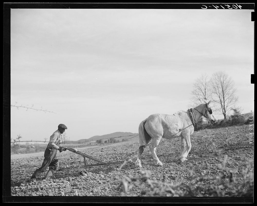 [Untitled photo, possibly related to: Farmer plowing his field of four acres. Near Washington, Virginia]. Sourced from the…