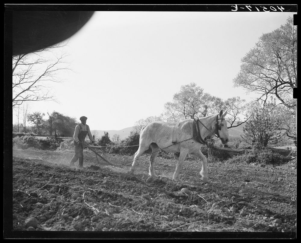 [Untitled photo, possibly related to:  farmer plowing his field of four acres. Near Washington, Virginia]. Sourced from the…