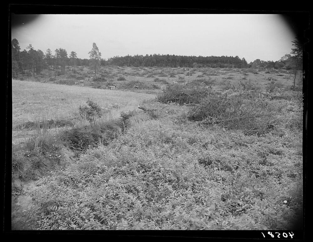 Recently cleared land with piles of cord wood. Highway 14 about five miles south of Yanceyville, Caswell County, North…