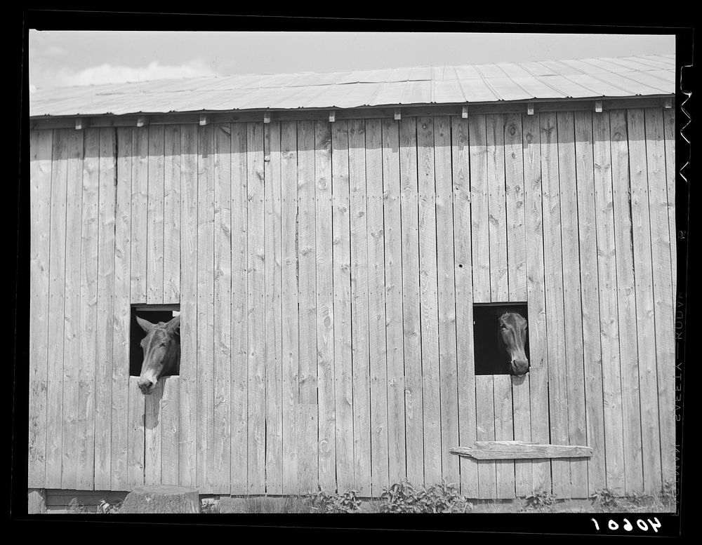 Mules on farm of Mr. Lloyd near Orange Church, Orange County, North Carolina. Sourced from the Library of Congress.
