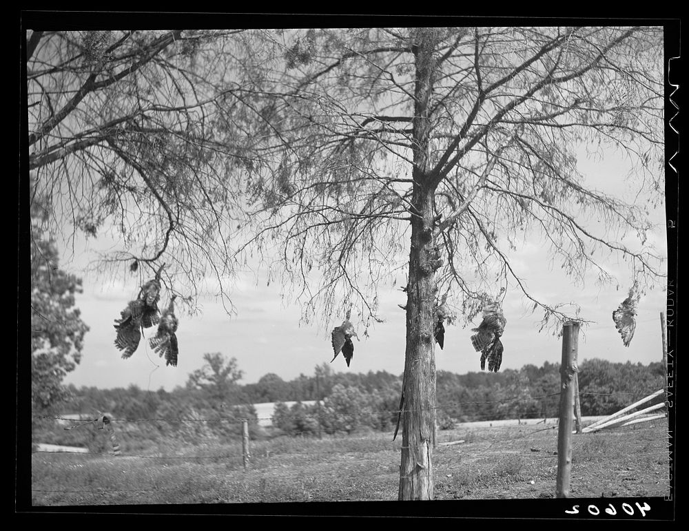 Dead hawks killed by Mr. Lloyd's sons. Orange Church, Orange County, North Carolina. Sourced from the Library of Congress.