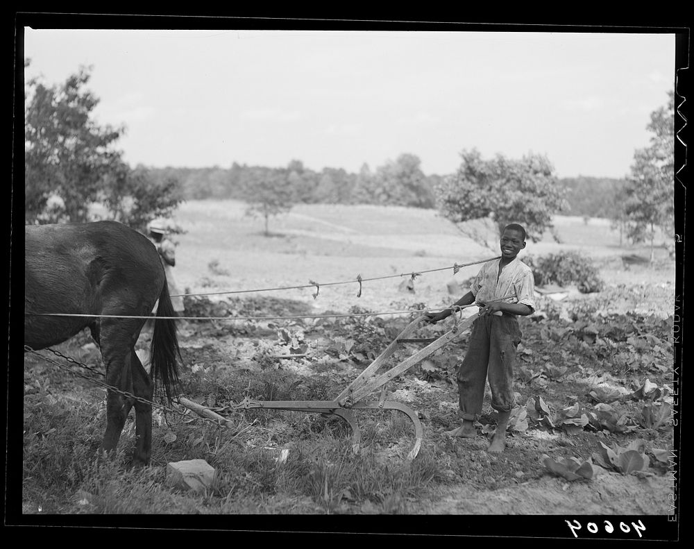 [Untitled photo, possibly related to:  boy plowing cabbage field. Route 54, three miles east of Sweponville, Alamance…
