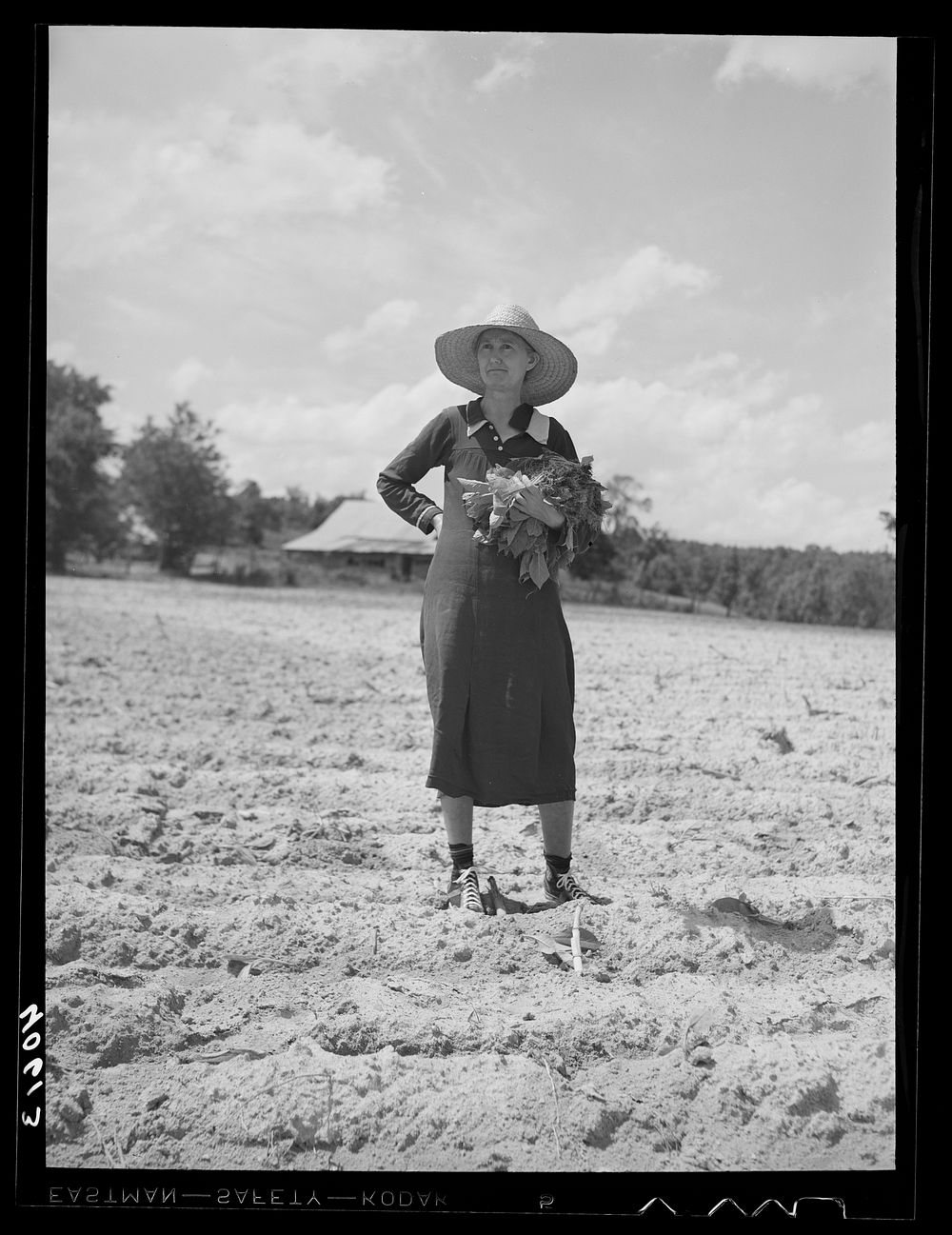 Mrs. Jones, wife of Mr. Jones, tenant farmer, with armful of tobacco plants. Near Farrington, Orange County, North Carolina.…