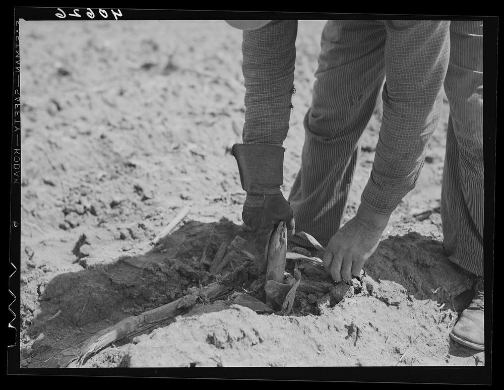 [Untitled photo, possibly related to: Tobacco plant, the peg, and glove to prevent blisters. Near Farrington, Orange County…