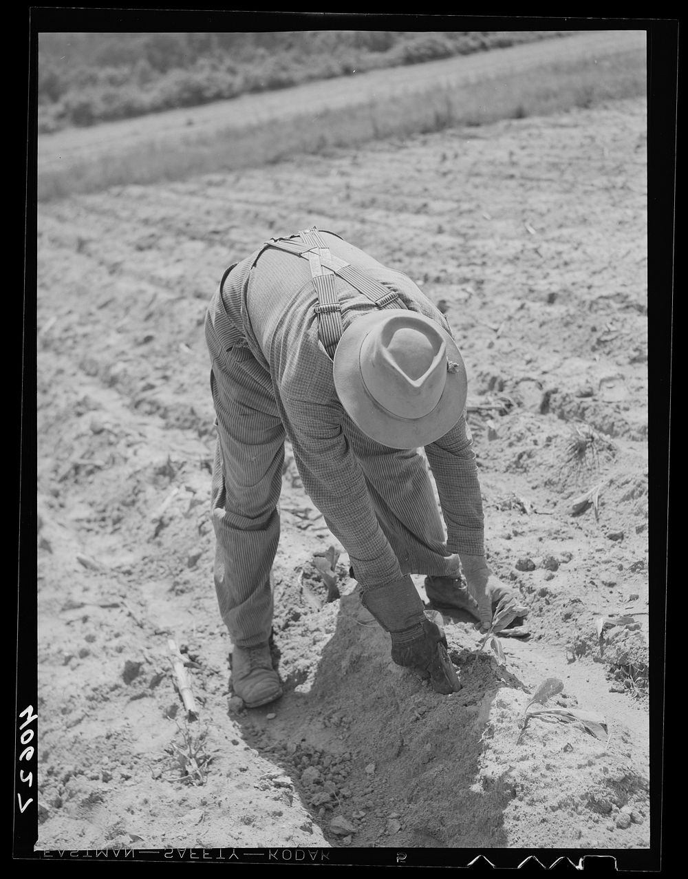 Mr. Jones, tenant farmer, planting tobacco. Near Farrington, Orange County, North Carolina. Sourced from the Library of…