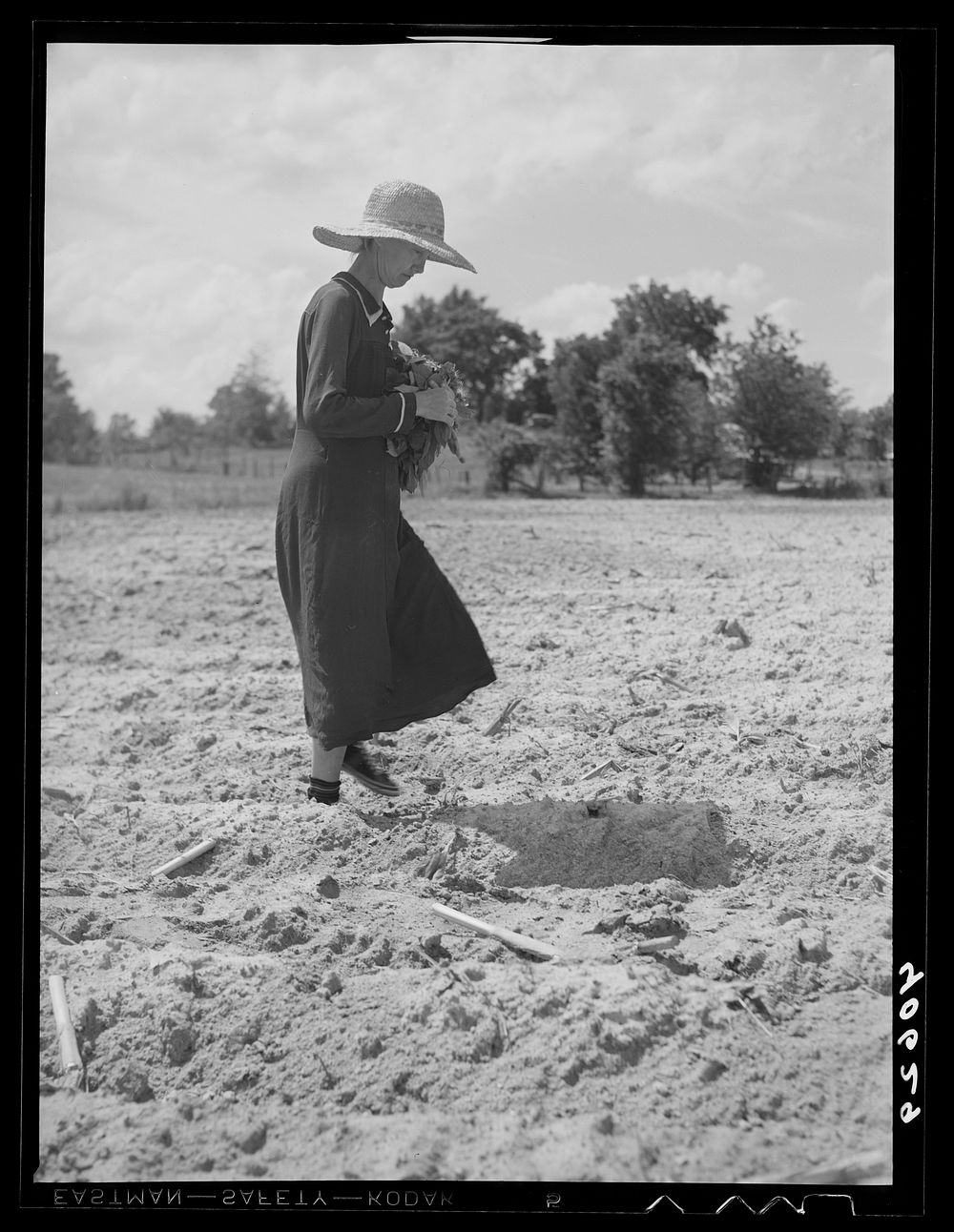 Mrs. Jones, wife of tenant farmer, dropping tobacco plants in places scooped out for them. Near Farrington, Orange County…