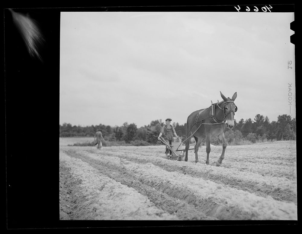 Fertilizing tobacco field. Farm of J.R. Ray. Five miles northeast of Durham, North Carolina on U. S. 15. Sourced from the…