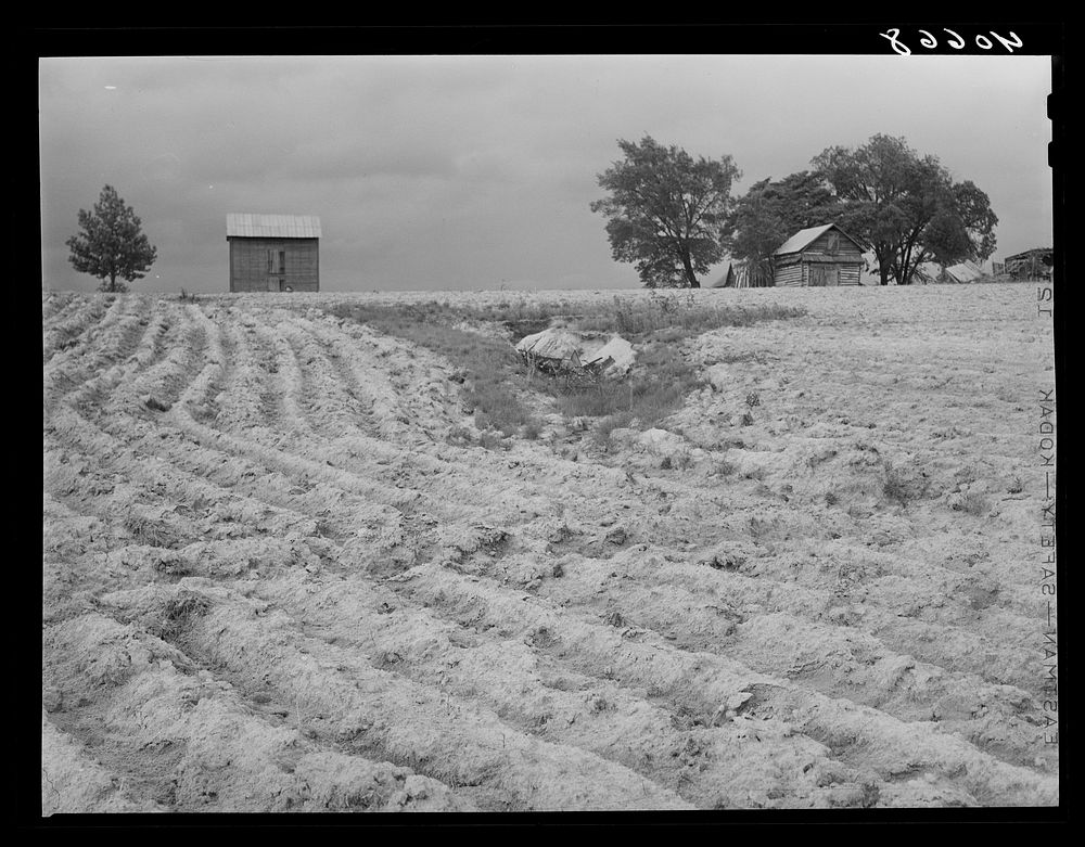 [Untitled photo, possibly related to: Landscape with bad gulley in field of young tobacco. Just before a rain. Granville…